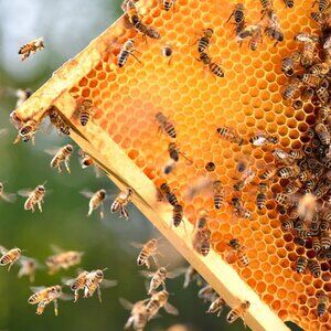 Beekeeping Equipment 10 Medium Frames + 10 Foundation UNASSEMBLED Beehive boxes